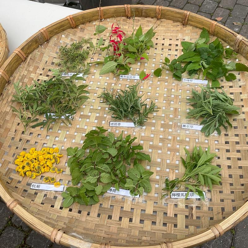 認識香草植物。