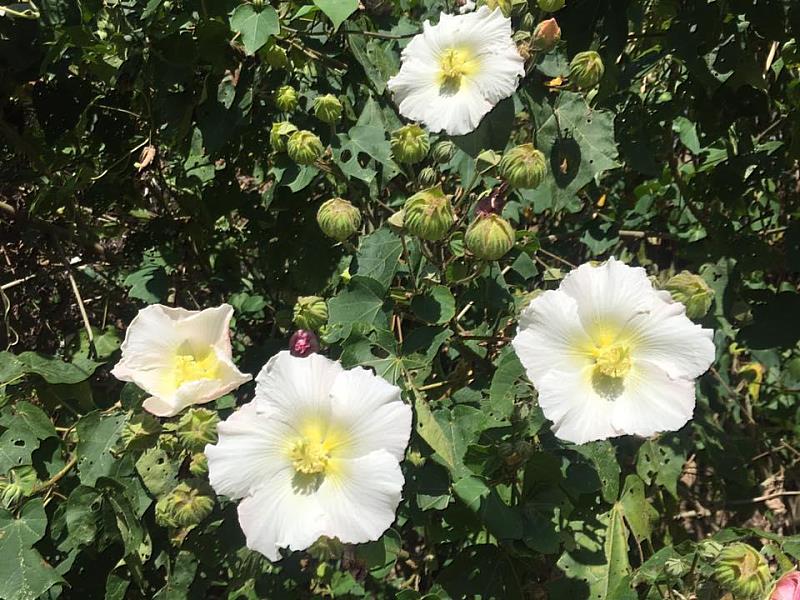 山芙蓉。