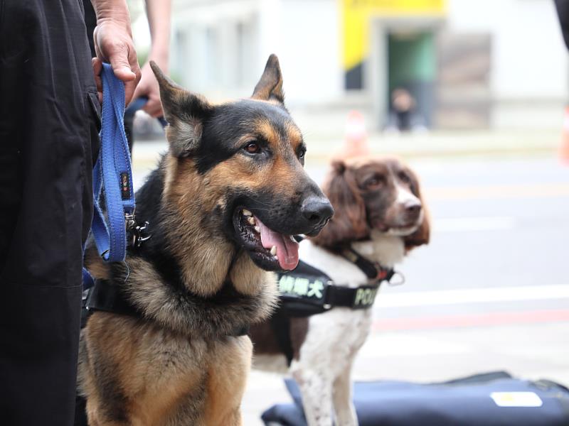 防爆機器人、偵爆犬齊上陣 2026台灣燈會安全層層把關