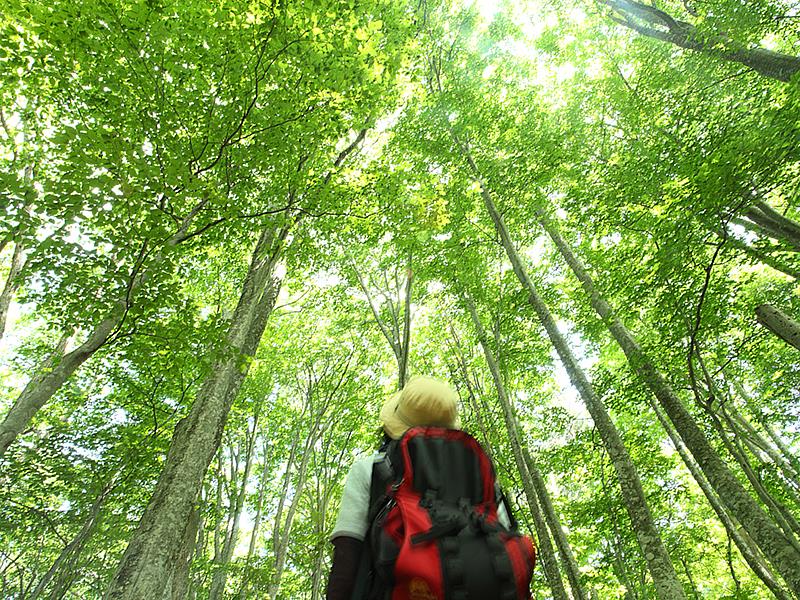 長榮航空自今年夏季航班時刻（3月29日）起，除部分期間外，將增加每日直飛青森航班。工作之餘不妨到日本青森縣的白神山地健行，走進如詩如畫的奇幻世界。圖／Amazing Aomori