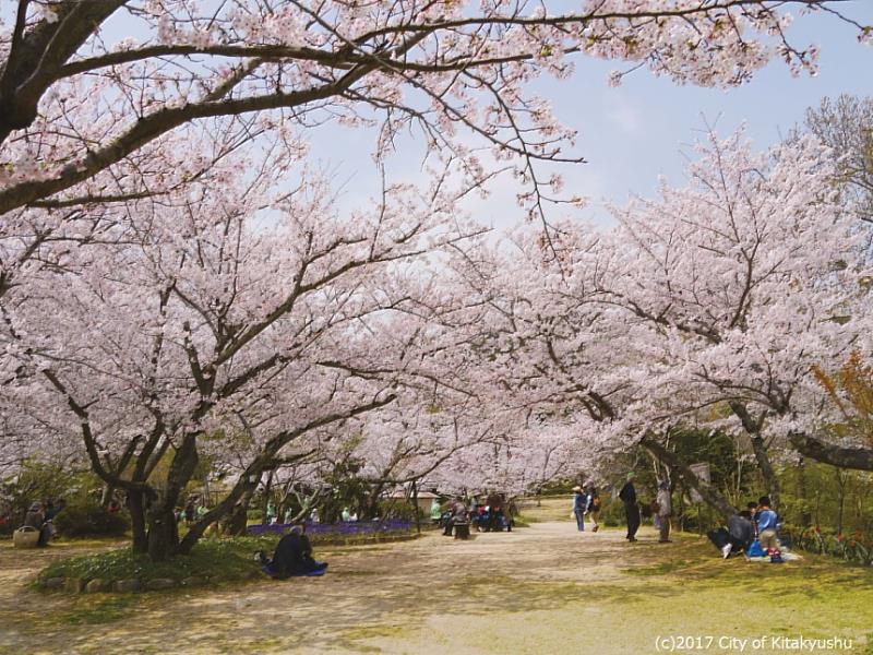 白野江植物公園是北九州市唯一的花木公園，有河津櫻、染井吉野櫻、山櫻、大島櫻、寒櫻、御衣黃、鬱金等約60種700棵櫻花。