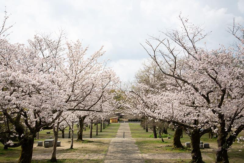 足立公園種植有約2,400棵櫻花，是北九州市內屈指可數的賞花勝地。