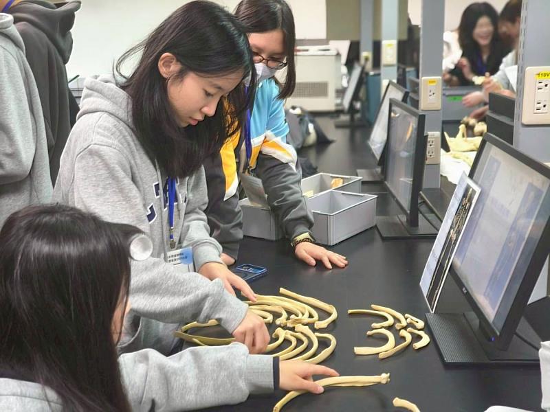 高中生參與人骨拼圖體驗，深度探索人體解構奧祕。