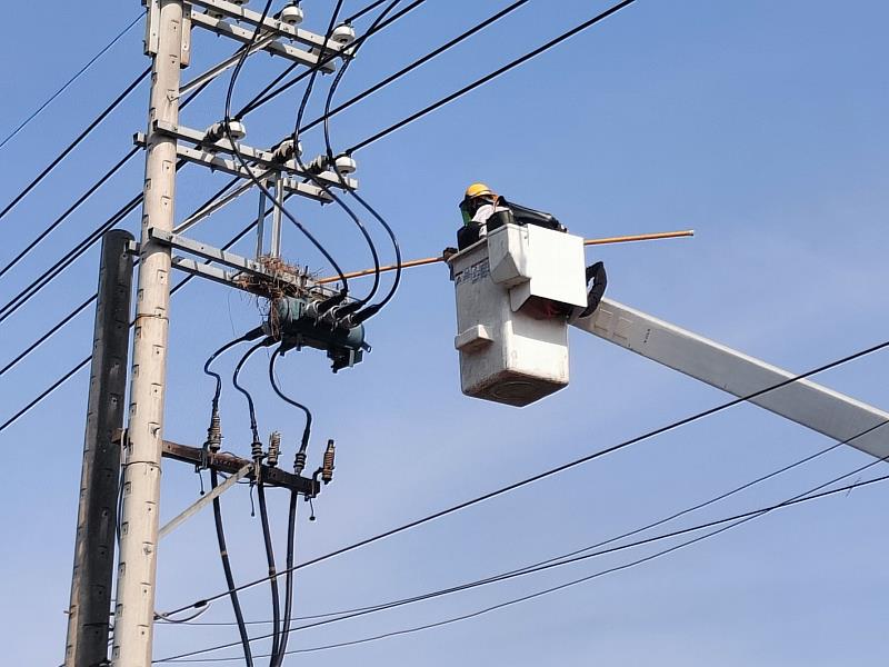 部分鳥獸會在電力線路上穿梭攀爬，或使用鐵絲等金屬作為「建材」築巢，當羽毛、尾巴等部位或帶有鐵絲的鳥巢碰觸設備線路，即可能引發停電事故。圖為今日台電同仁同仁進行鳥巢摘除作業。