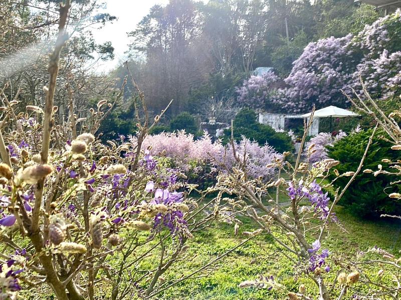 紫藤花現況－阿喜紫藤民宿