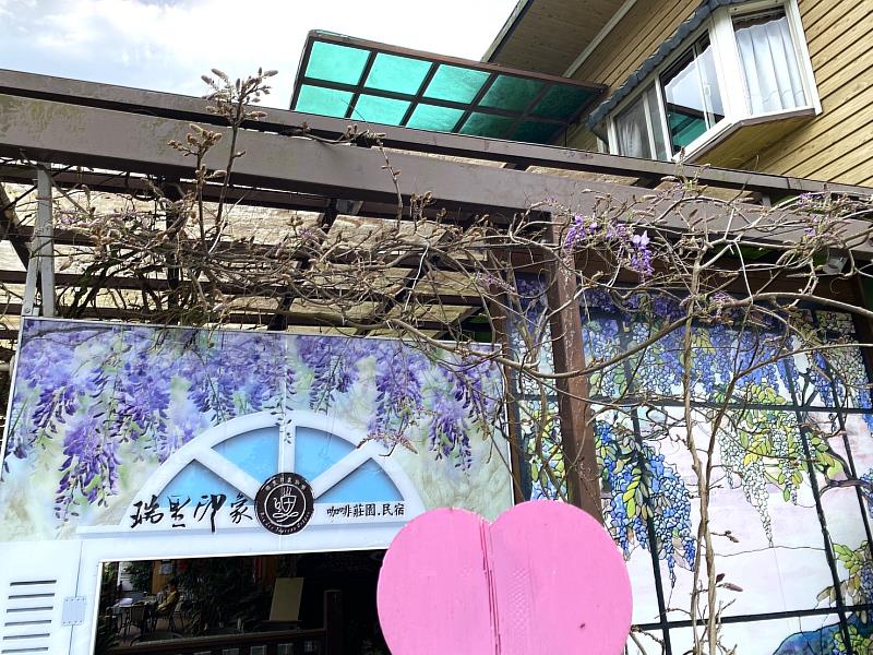 紫藤花現況－瑞里印象民宿