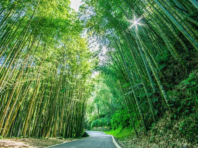 綠色隧道