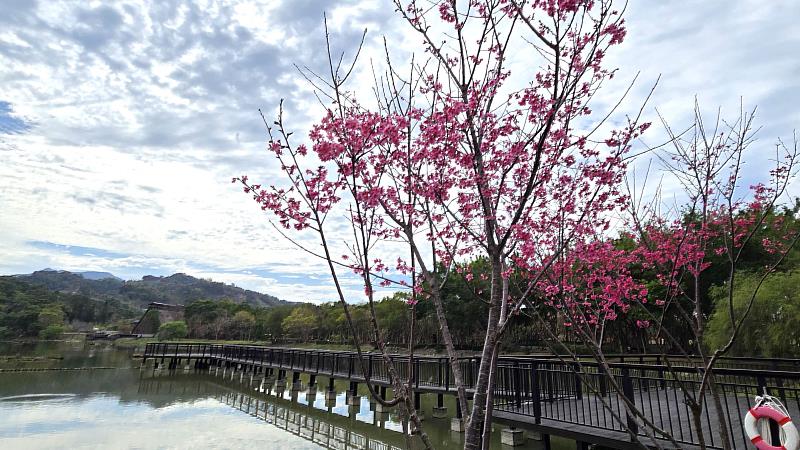 文化園區貯木池、山櫻花