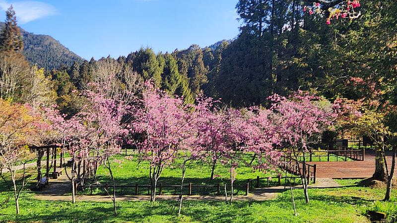 阿里山國家森林遊樂區內多達31種的櫻花品系已陸續綻放(圖為阿龜櫻)