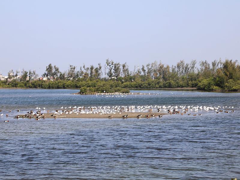 布袋候鳥季今日登場，千羽齊聚展現國家級濕地風采