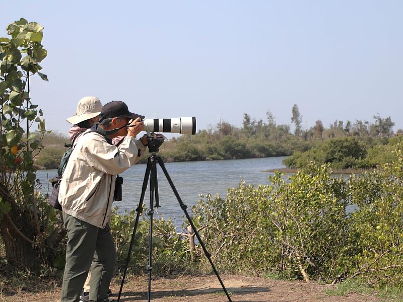 布袋候鳥季今日登場，千羽齊聚展現國家級濕地風采