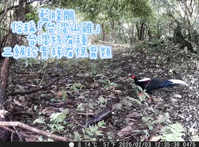 佛光大學校園生態攝影機首度捕捉藍腹鷴,展現永續校園與生物多樣性成果。
