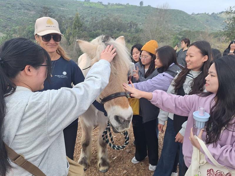 學生與療癒馬匹近距離溫馨互動，體會動物介入治療的溫暖力量。