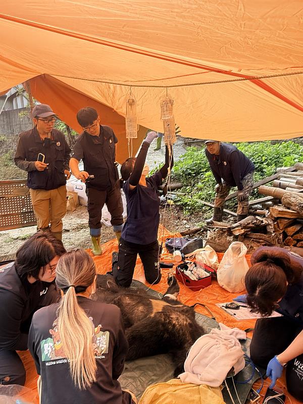經捕捉之黑熊由野灣野生動物保育協會執行麻醉、外傷檢查及個體辨識作業檢查。