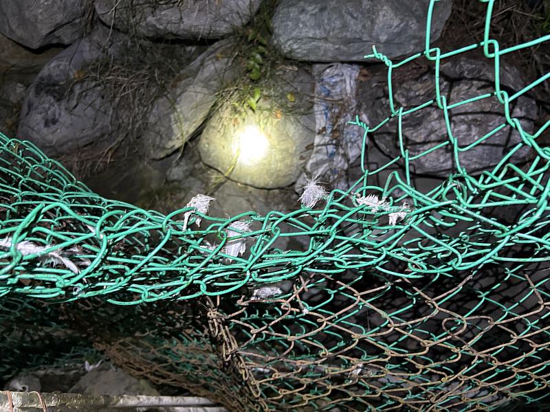 3月4日晚間接獲卓清村清水部落頭目通報，住宅旁的雞寮遭黑熊入侵，該場位於部落生活核心區域。