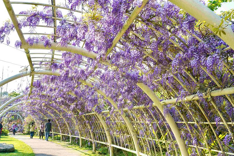 賞燈順遊山城花海 2026瑞里紫藤花季浪漫登場