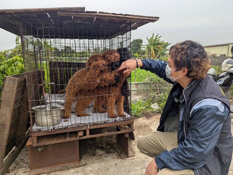 嘉縣查獲黑心繁殖狗場 63隻品種犬全數沒入、最高可罰300萬