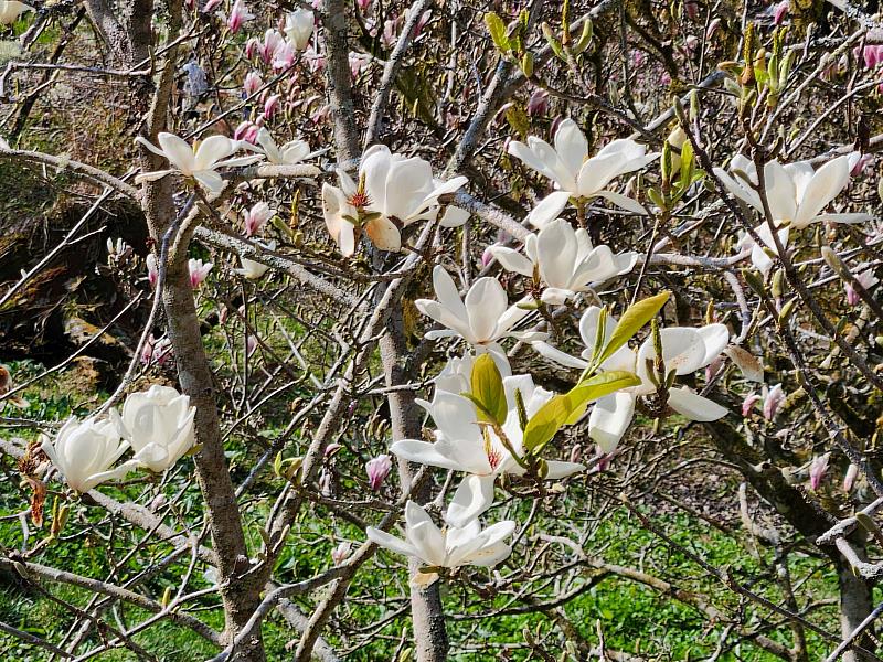 白玉蘭等多種花卉將接力綻放致4月底。