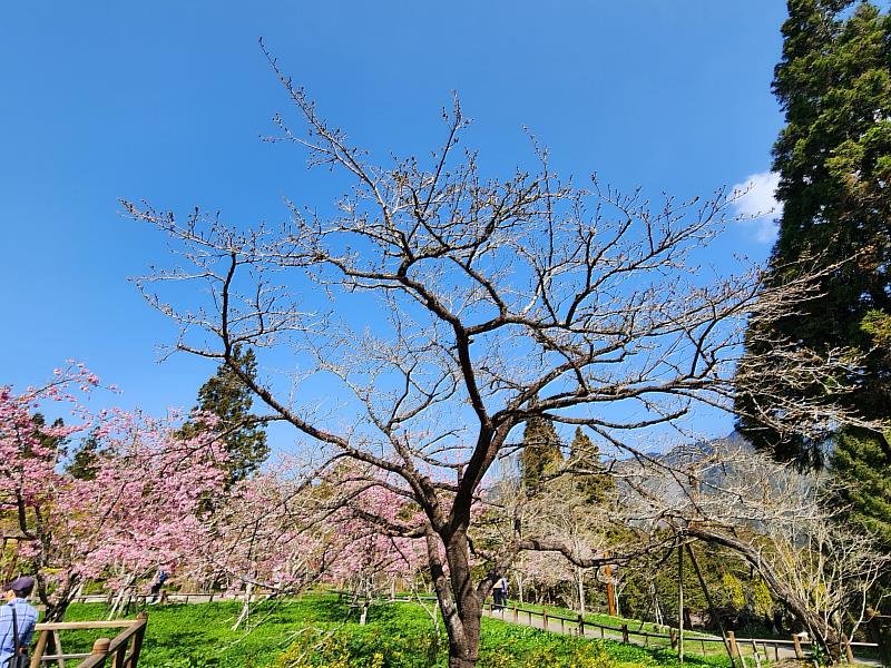 櫻王染井吉野櫻預計於3月中旬迎來最燦爛花況。