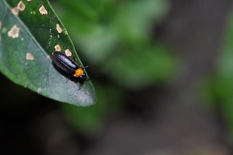 黑翅晦螢。（照片來源：池南自然教育中心）