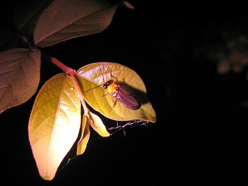 黑翅晦螢。（照片來源：池南自然教育中心）