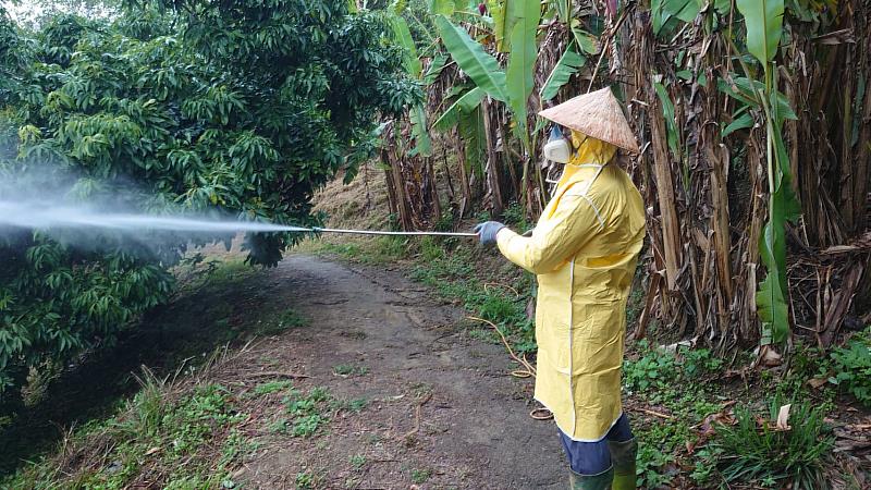 荔枝椿象防治。