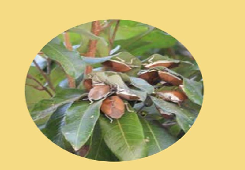 荔枝椿象成蟲越冬聚集於葉背處。