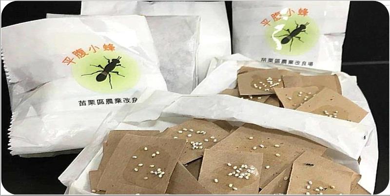 荔枝椿象天敵－平腹小蜂。