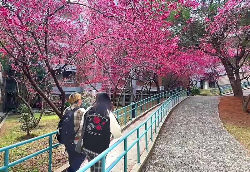 暨大櫻花季期間，學生往返於教室課堂路上，可享獨有的暨大校園美景。