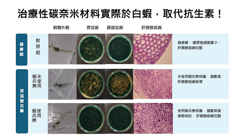 開發出的機能性飼料添加劑實際使用於白蝦，證實可取代抗生素。