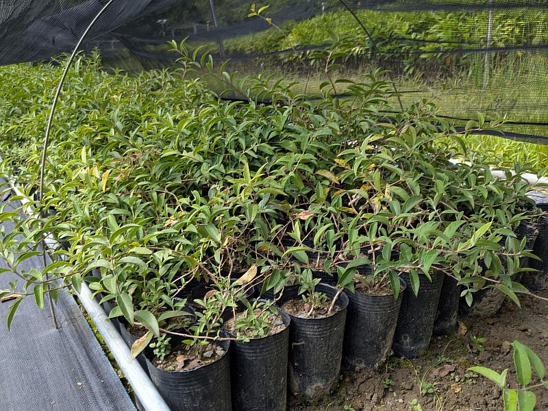 大葉溲疏春夏季盛開白花，落葉灌木或小喬木，枝條易四散生長，不耐旱，可做為庭園景觀應用。