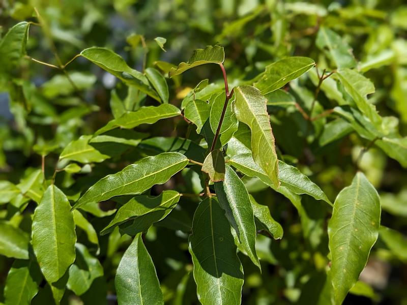 樟葉槭為臺灣特有種常綠喬木，樹高可達15公尺，樹形優美、果實為翅果，冬季不落葉，5、6月為果熟期，具觀賞價值。