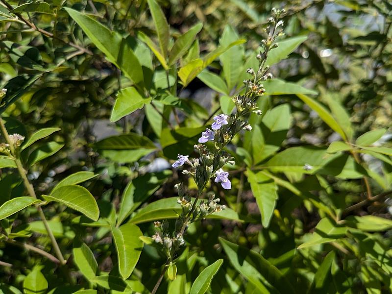 黃荊為落葉灌木,夏季開紫色小花,具耐風、耐旱、耐貧瘠等特性,適合栽種公寓陽台。