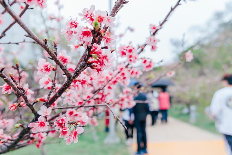 「2026新竹市賞花季－花現好日仔」活動內容精彩多元，吸引19萬人次到訪新竹公園。