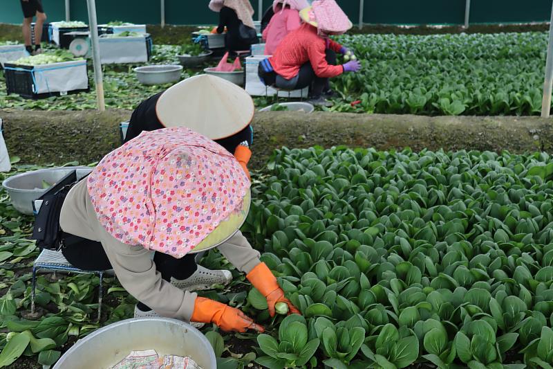 引進外籍移工是緩解農村缺工的措施之一。