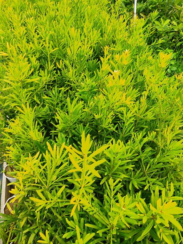 蘭嶼羅漢松為臺灣紅皮書名錄極危植物，樹型優美適合庭園造景觀賞。