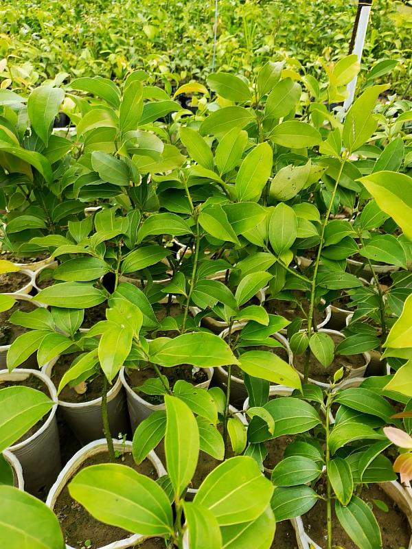 民眾可於3月18日至20日捐血兌換土肉桂、蘭嶼羅漢松或日本女貞，其中土肉桂為臺灣特有種，具肉桂香味，全株皆可應用。