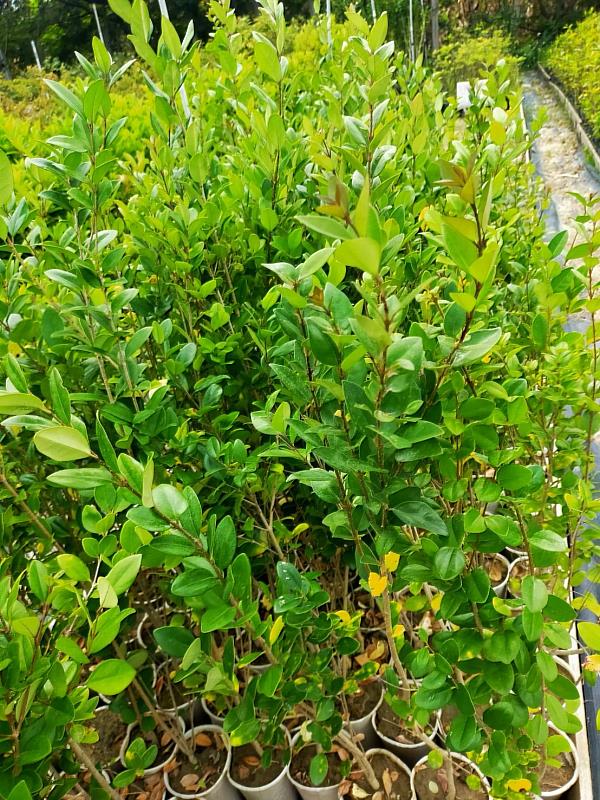 日本女貞春夏季開花，整樹雪白。