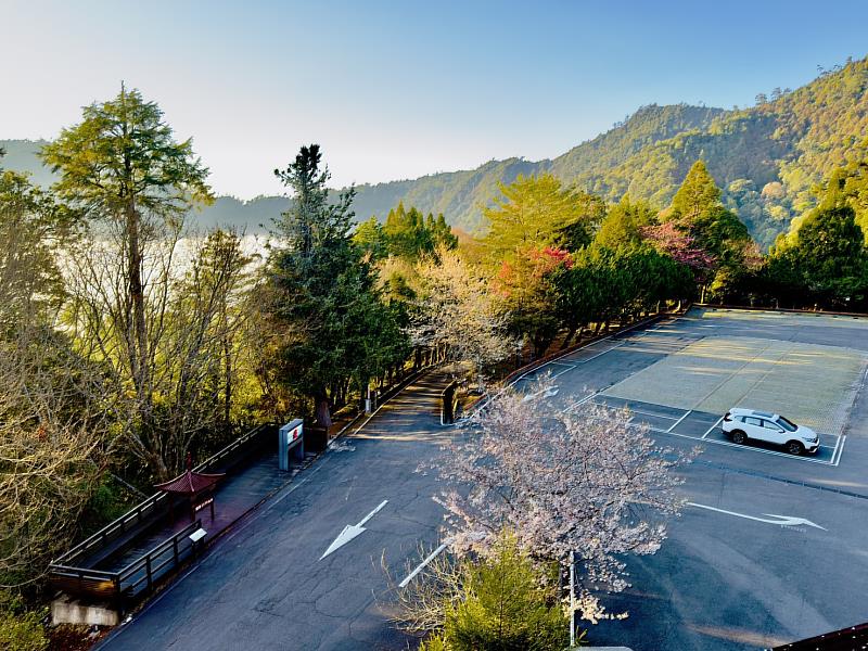 遊客中心前春日景色－俯拍霧社櫻及山櫻花。