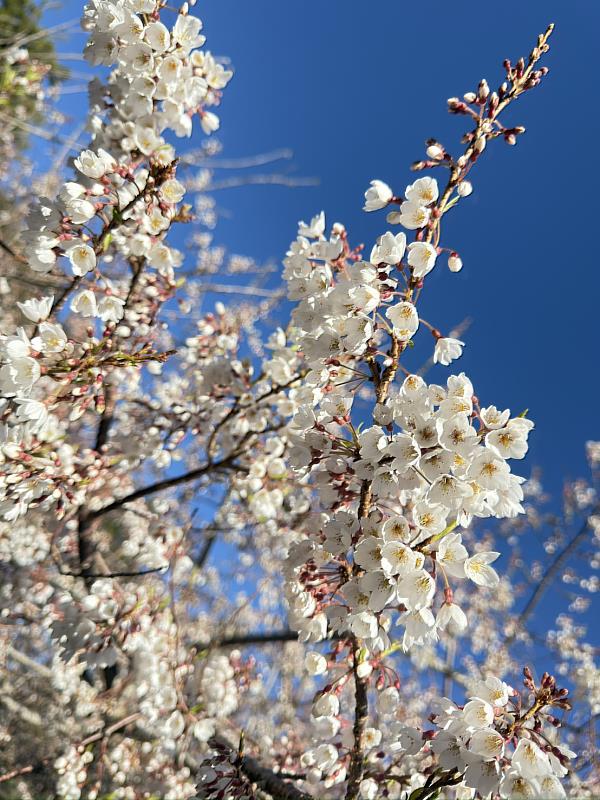霧社櫻花朵潔白、小巧如鈴鐺。