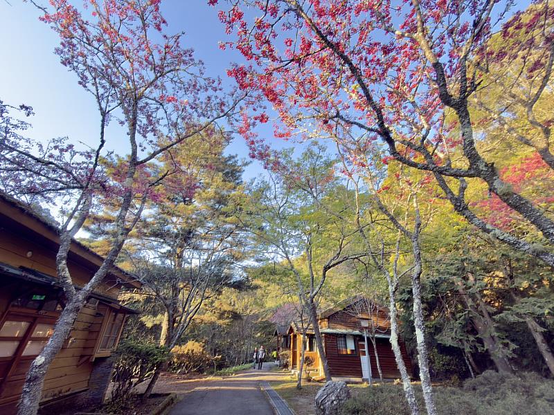 雪山莊前山櫻花綻放。