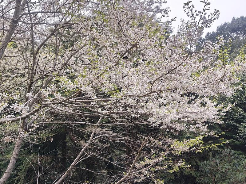 收費站霧社櫻。