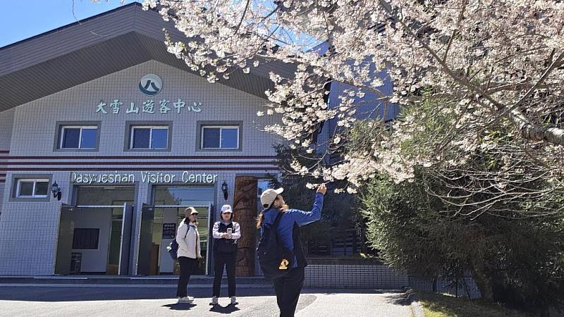 霧社櫻吸引遊客合影。