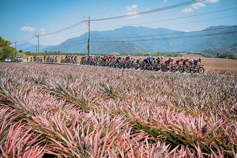 屏東六堆站路線行經屏東高樹鳳梨產區。（照片來源：國際自由車環台賽）