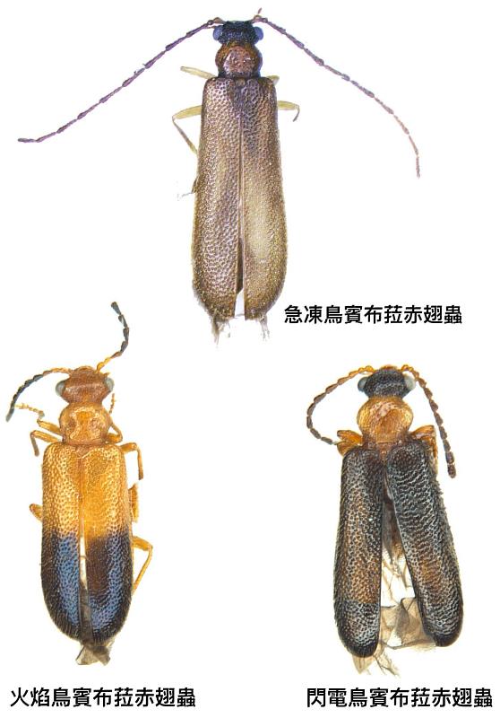 興大昆蟲學系蕭昀助理教授以《寶可夢》中「三神鳥」急凍鳥、火焰鳥、閃電鳥為新物種命名,分別為Binburrum articuno、Binburrum moltres與Binburrum zapdos。