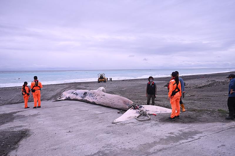 Rare 15.4-Meter Whale Found Off HL