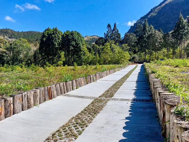 提升排水效能，守護台灣特有種牛樟。