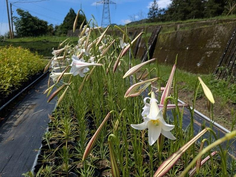 臺灣百合分佈範圍廣，容易生長，可於東勢林業文化園區及大雪山森林遊樂區場次領取。
