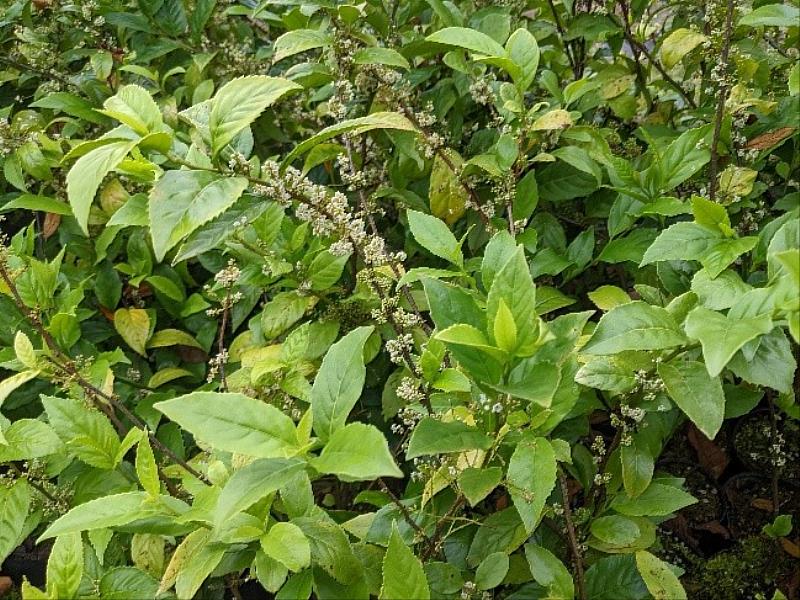臺灣山桂花神似桂花,當日僅在武陵山莊發放。