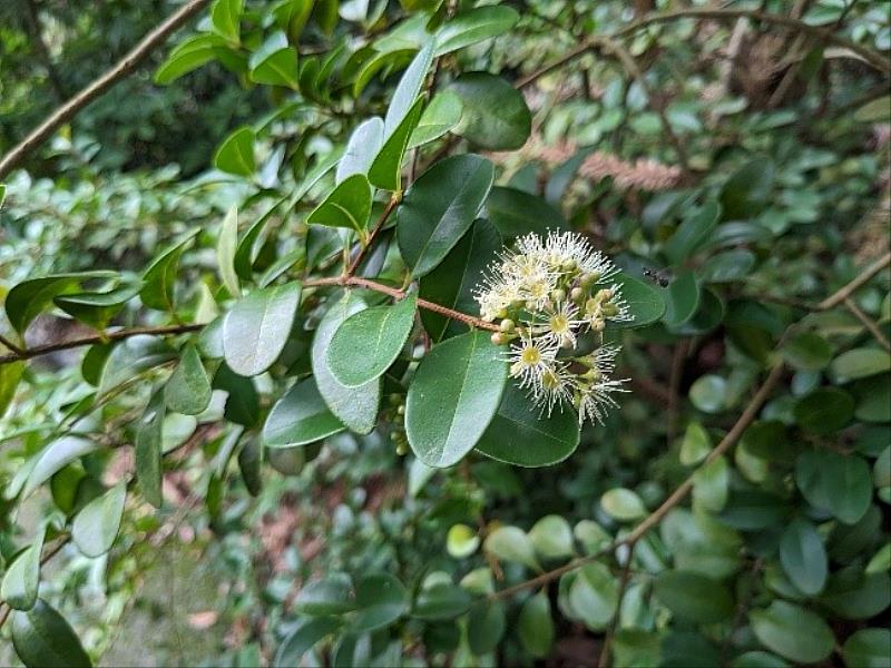小葉赤楠生性強健，可於裡冷部落活動中心場次領取。